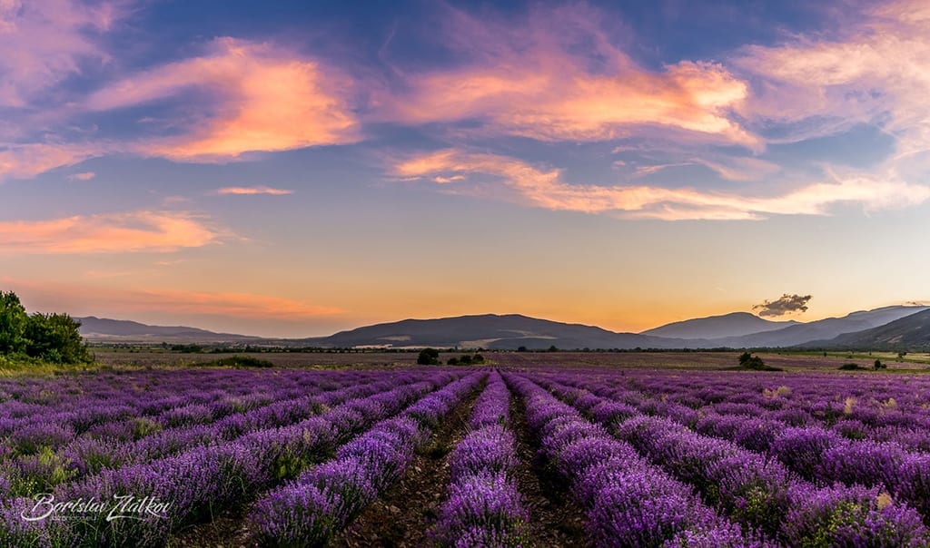 Lavender field